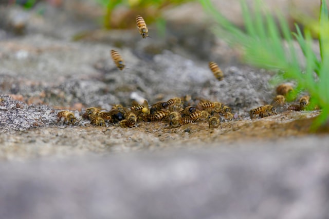 wasp nest removal vancouver